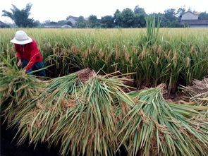 眉山職業(yè)技術(shù)學(xué)院科技賦能“一優(yōu)兩高”水稻競賽，助推糧油供給側(cè)改革與農(nóng)業(yè)技術(shù)革新