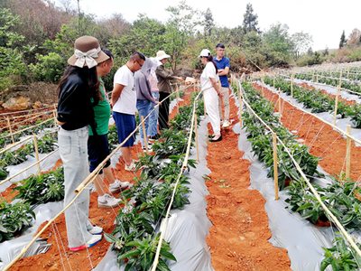 昆明市農(nóng)科院精準服務(wù)助力產(chǎn)業(yè)發(fā)展，深入企業(yè)開展人參果技術(shù)指導(dǎo)
