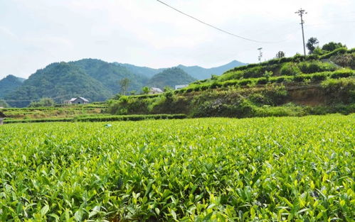 高值化農(nóng)產(chǎn)品 問(wèn)策湖湘，科技賦能深度貧困村產(chǎn)業(yè)扶貧新路徑